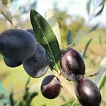 Il Punto * SantʼAntonio