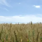 Il Punto Vakantieboerderij