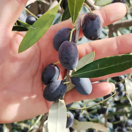 Il Punto Agroturismo SantʼAntonio