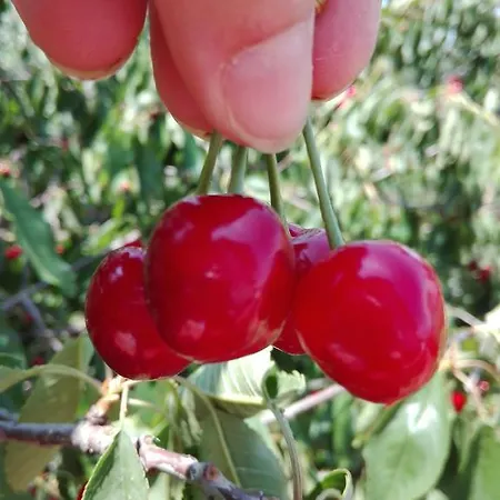 Agroturismo Il Punto *