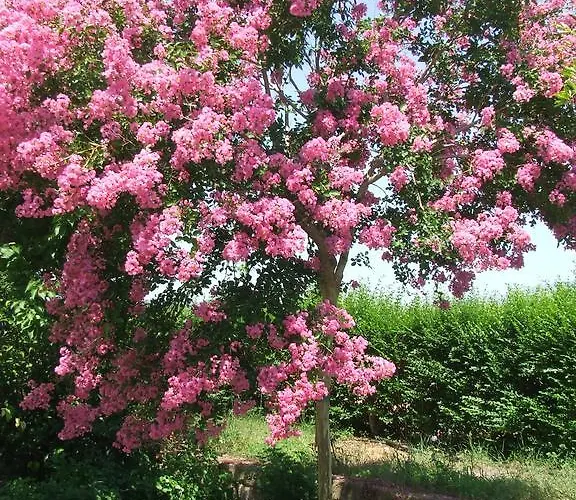 Lantgård Il Punto *