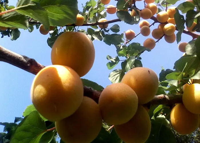 Il Punto Lantgård *