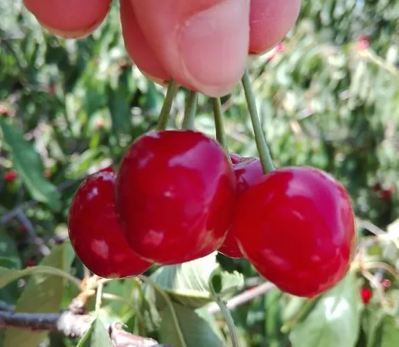 Lantgård Il Punto *